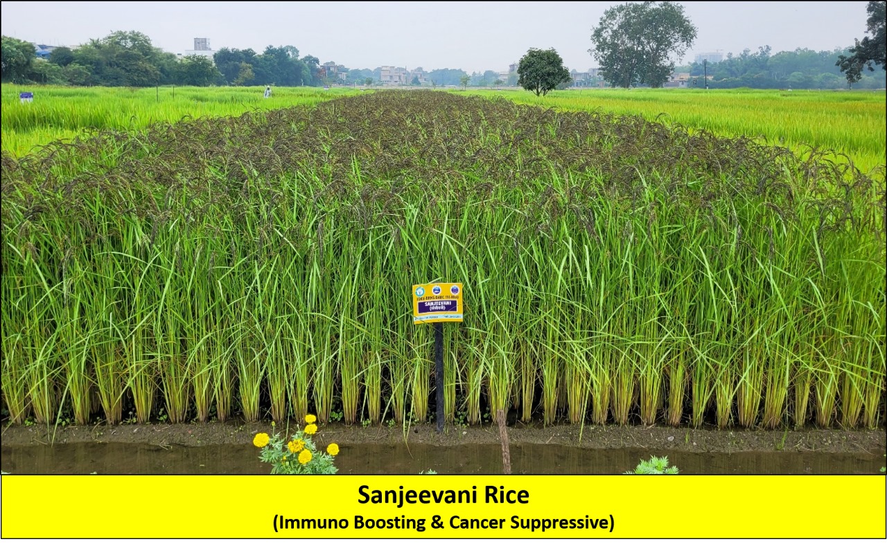 Chhattisgarh University Granted IPR for Anti-Cancer Rice