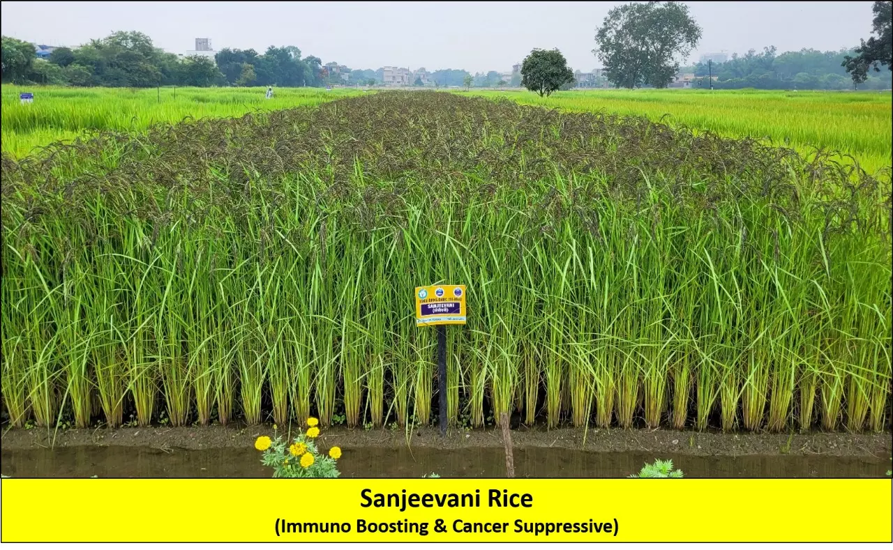 Chhattisgarh Agriculture University Granted IPR for Rice Variety with Anti-Cancer Properties