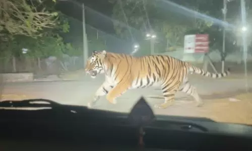 AI-Generated Tiger Image Triggers Panic in Mancherial