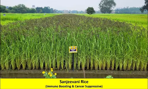 Chhattisgarh Agriculture University Granted IPR for Rice Variety with Anti-Cancer Properties Chhattisgarh Agriculture University Granted IPR for Rice Variety with Anti-Cancer Properties