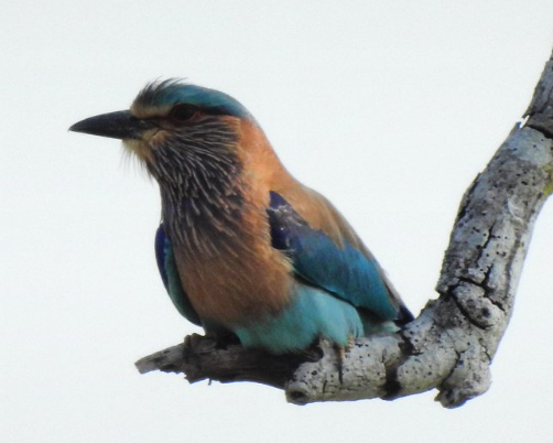 Centre: No Specific Plans for Pala Pitta Protection