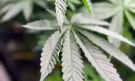 What To Know About Trump’s Order Seeking To Relax Federal Drug Policies For Marijuana