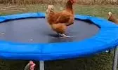 Chicken Bounces On Backyard Trampoline in Delightful video