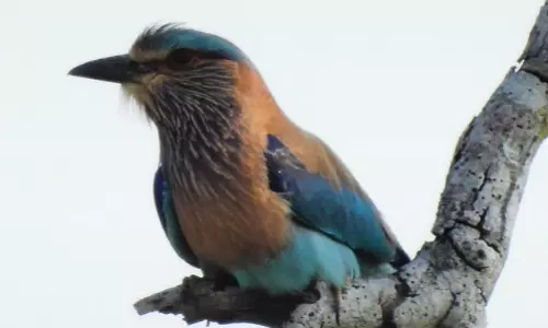 No Protection Plans For Near Threatened Pala Pitta: Centre