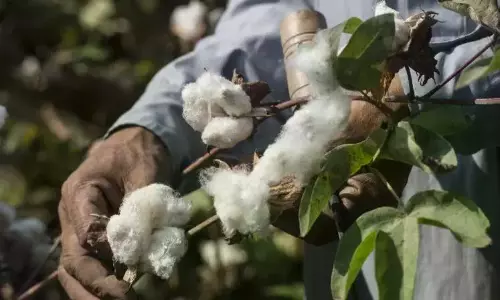 Distressed Farmers Uproot Cotton To Sow Chana In Adilabad