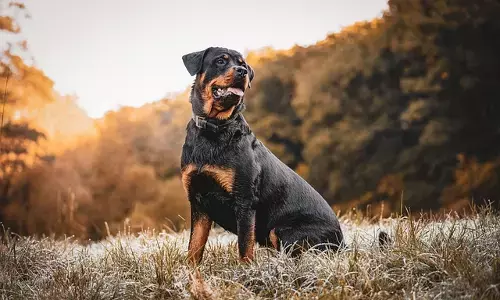 Chennai Corporation  Bans Rottweiler, Pit Bull Dogs