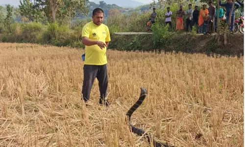 11-foot King Cobra Rescued From Shiva Temple In Odisha’s Ganjam 11-foot King Cobra Rescued From Shiva Temple In Odisha’s Ganjam