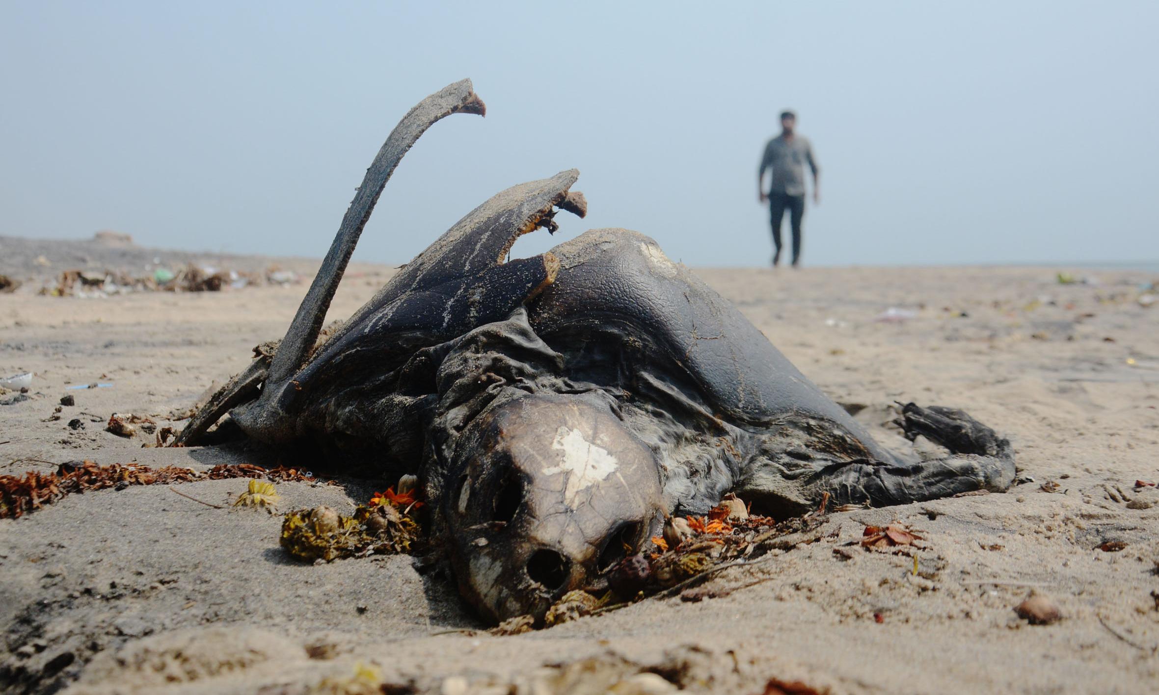 Olive Ridley Turtles Drowning Along Vizag Coast