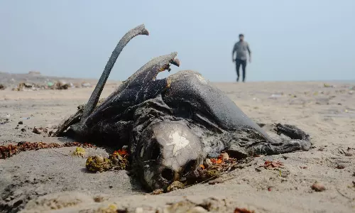Alarm Over Olive Ridley Carcasses Surfacing Along Vizag Coast