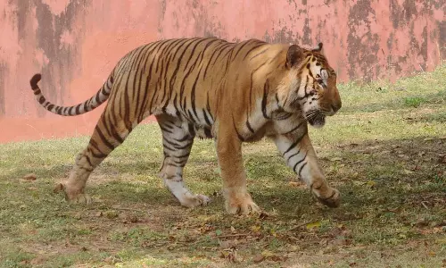 Tiger Tales - New Tigers Venture into Telangana