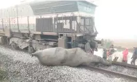 DC Edit | Tragedy Of Train-tusker Conflict DC Edit | Tragedy Of Train-tusker Conflict