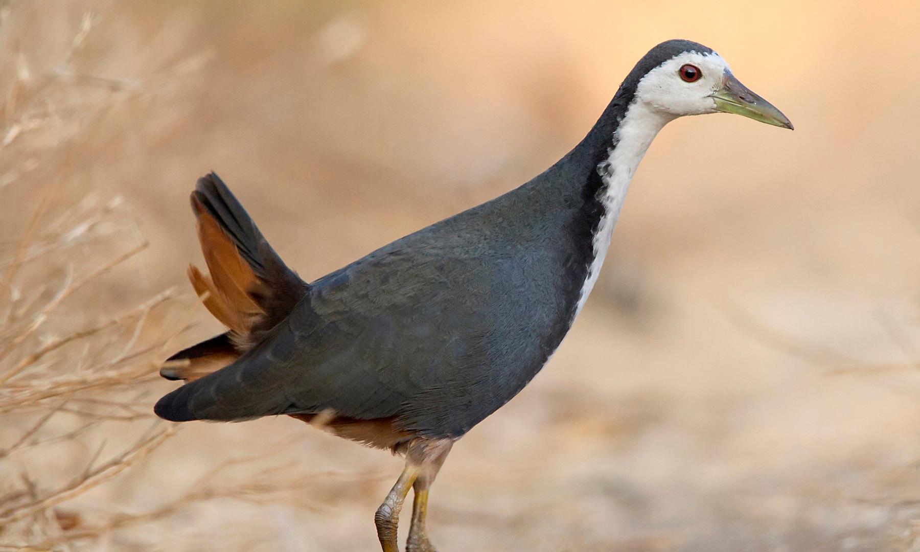 Birdwatchers Document 114 Species in Vizag