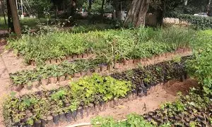 TTD to Create Sacred Herbal Garden in Tirumala for Medicinal Plant Conservation