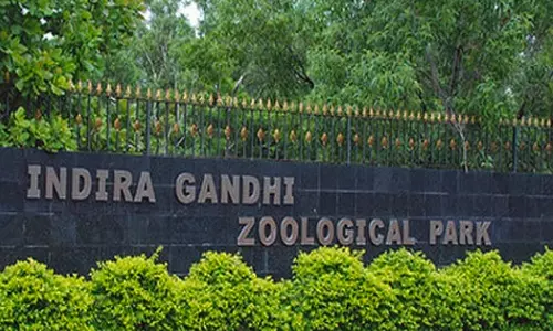 Lion Cub Dies at Vizag Zoo Park