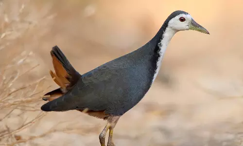 Birdwatchers Chronicle 114 Species Near Airport and Khambala Cheruvu in Vizag