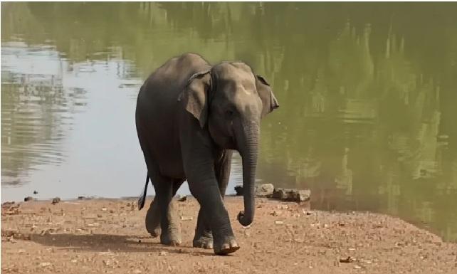 Odisha Elephant Death Prompts Forest Probe