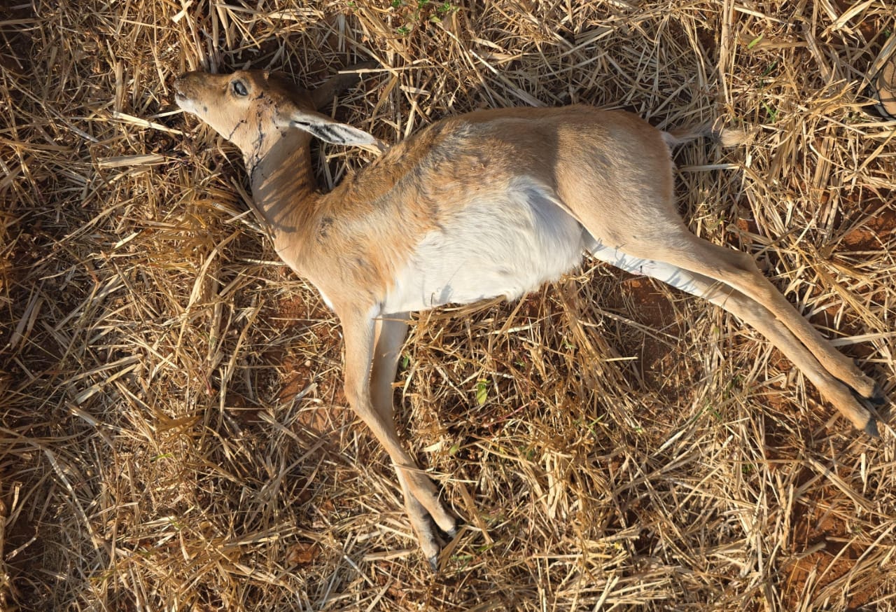 Blackbucks Poached in Chikkamagaluru Conservation Area