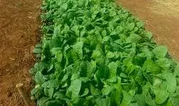 Guntur To Host SARAS 3-15 Jan At Green Leaf Tobacco Threshold