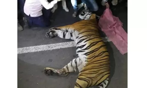 Tiger Killed in Road Mishap Near Macherla