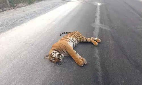 Speeding Vehicle Kills Tigress on NH565 in NSTR