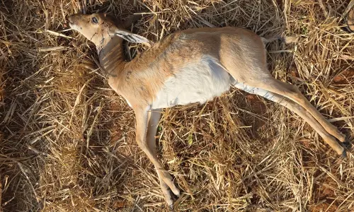 Blackbucks Shot Dead By Poachers In Chikkamagaluru