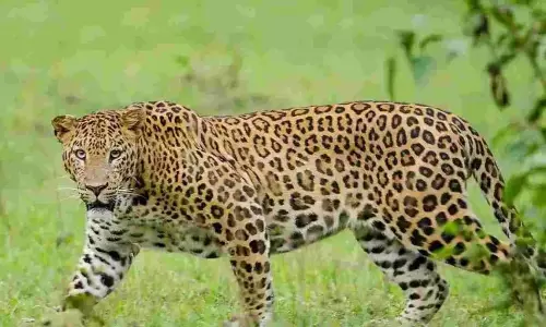 Leopard Sightings Trigger Fear In Rajanna Sircilla Villages