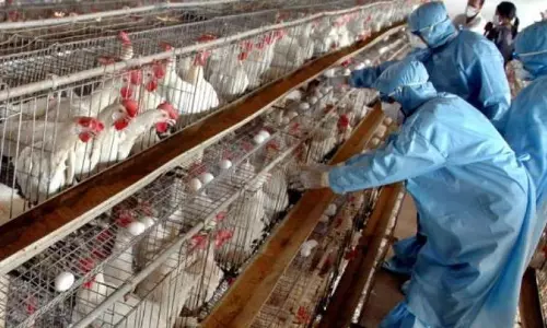 Alert Status in Namakkal Poultry Farms