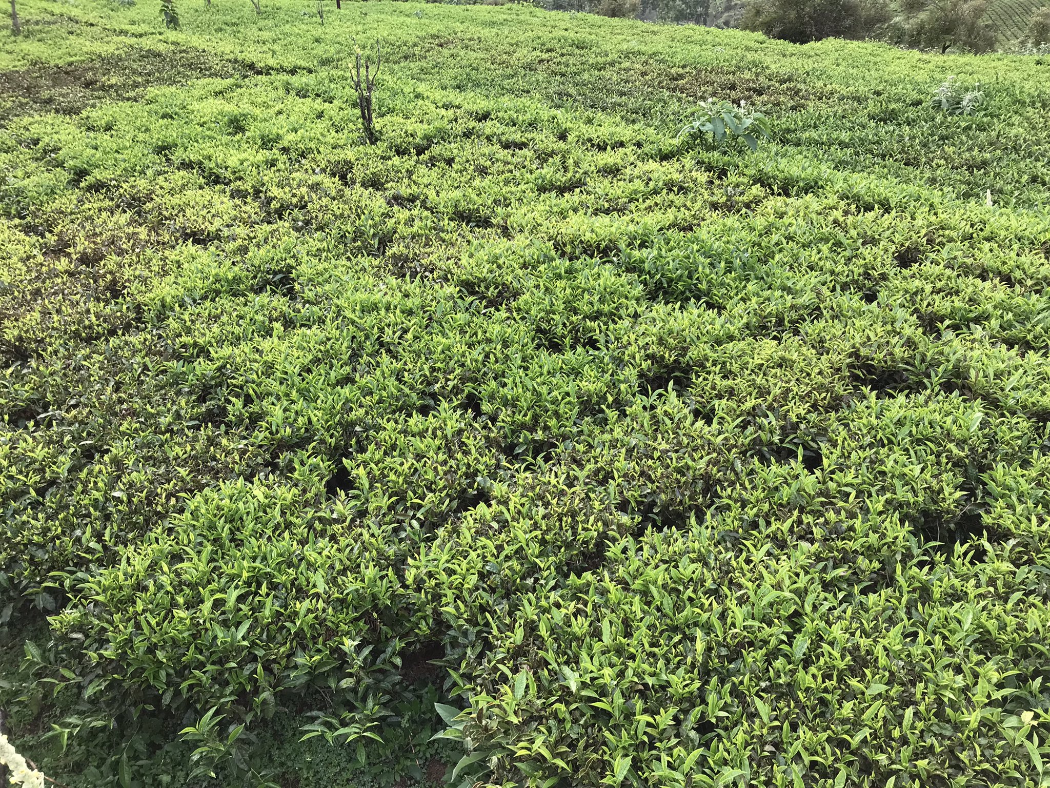 Nilgiris Tea Growers Honor Vajpayee's Legacy