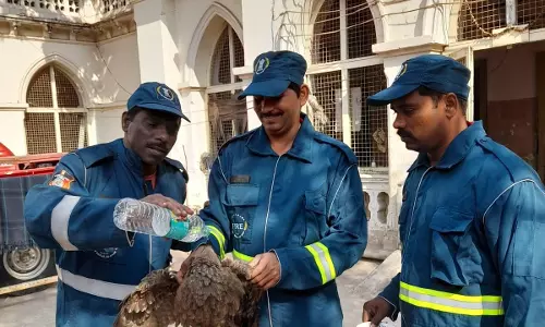 Fire Fighters Rescue Eagle Entangled Near HC