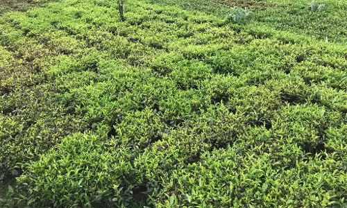 Nilgiris Tea Growers Remember Vajpayee with Affection