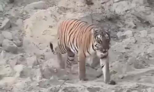 Wandering Tiger Makes Its Way Into Siddipet District