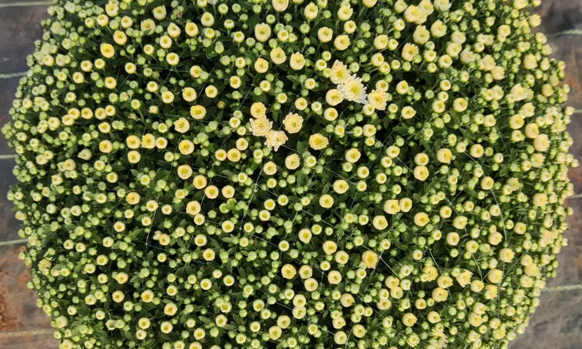 Vizag Nursery Pioneers New-For-Old Plant Exchange Programme