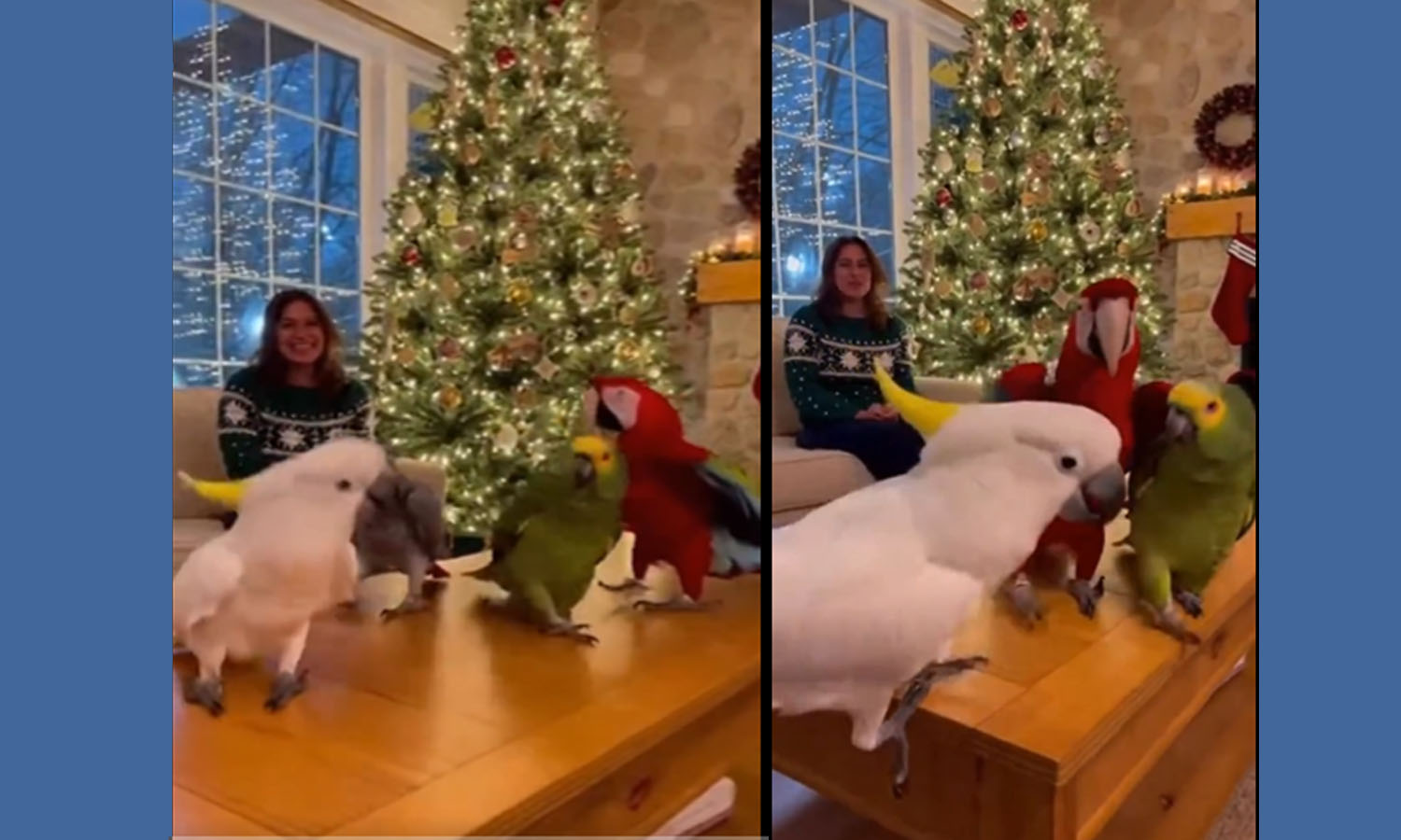 Parrots Dance in Sync on Boxing Day
