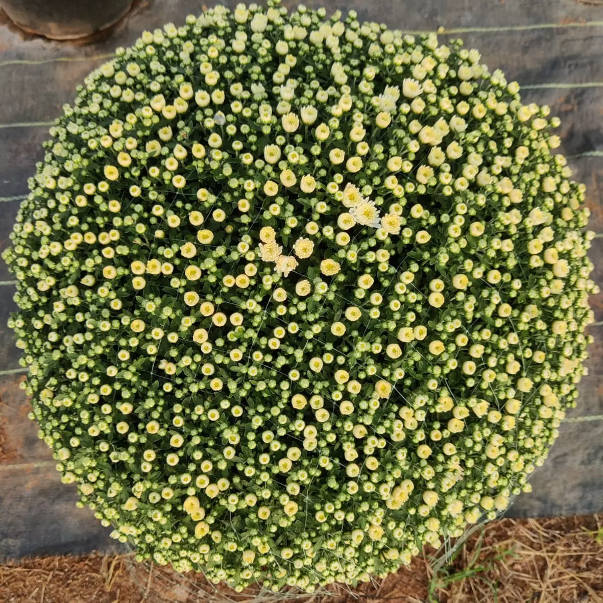 Vizag Nursery Pioneers New-For-Old Plant Exchange Programme