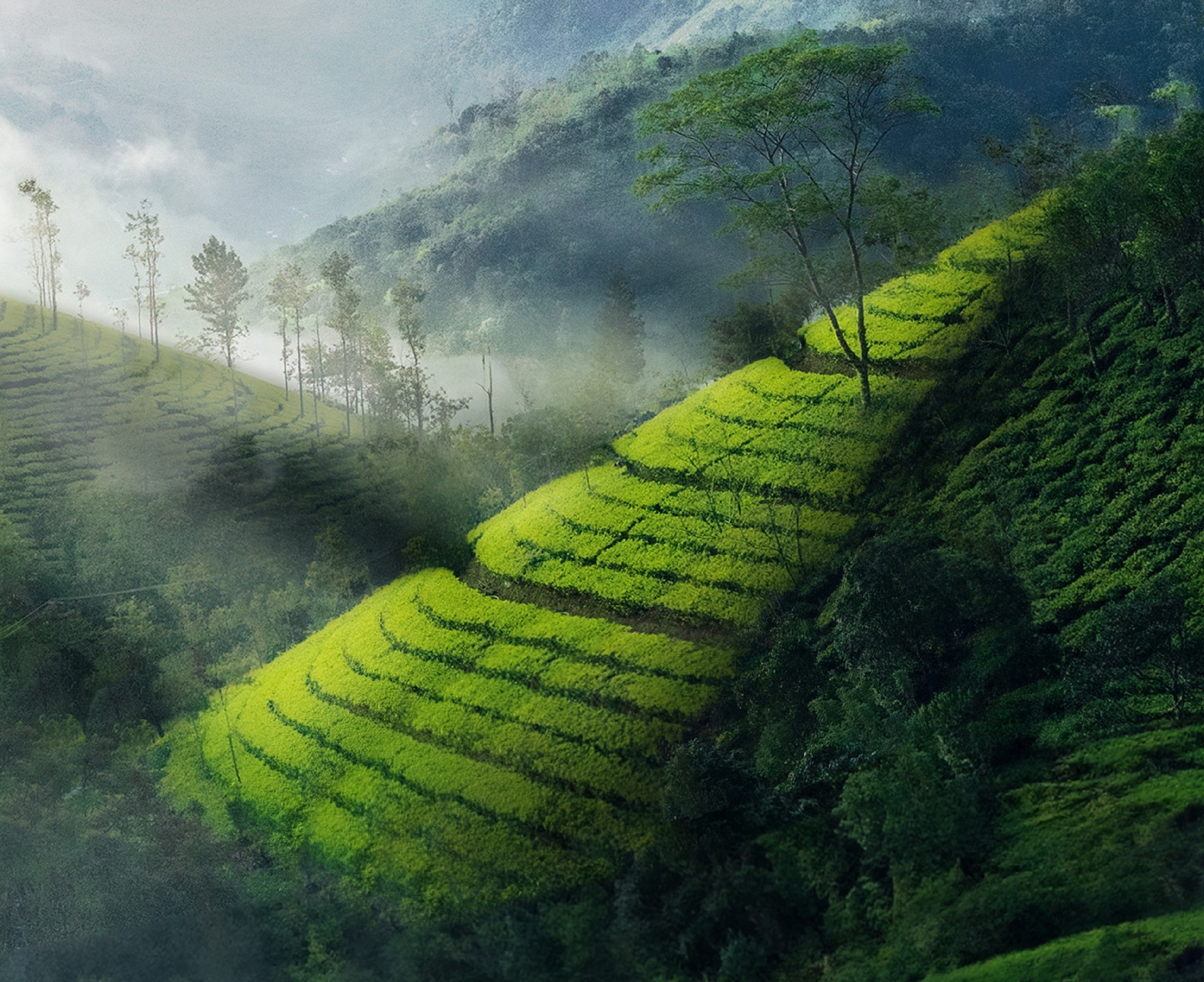 Tourists Flock to Munnar for Winter Chill