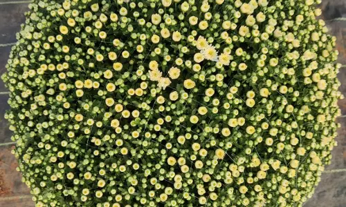 Vizag Nursery Pioneers New-For-Old Plant Exchange Programme