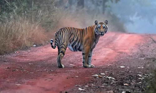 Farha, Amrabad’s Supermom Tigress, is Now a Great-grandmother
