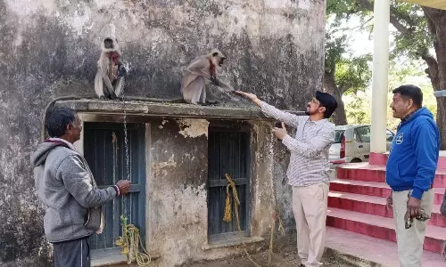 Activists Demand Arrest of Langur Trafficker in Jagtial
