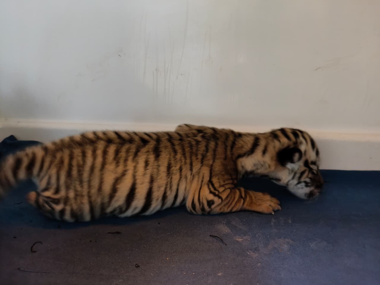 Tigress Jayashree Delivers Triplets, Only One Cub Survives