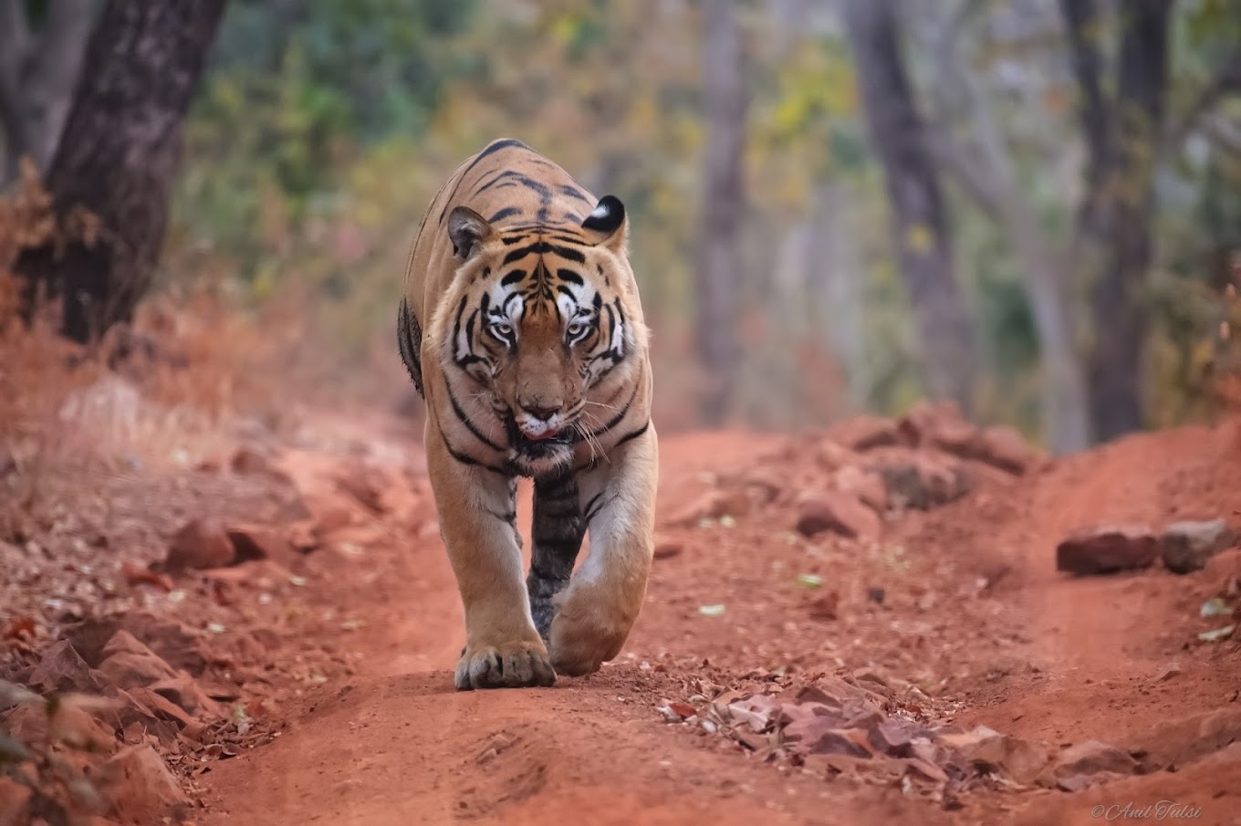 Tiger Search Intensifies in Karimnagar