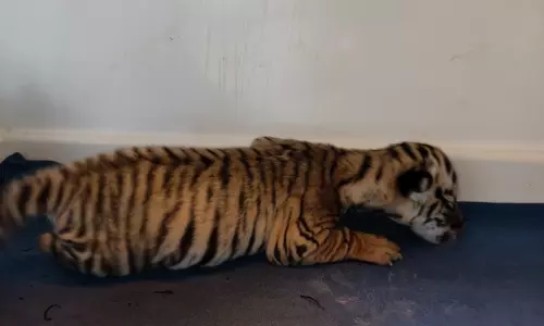 Tigress Jayashree Delivers Triplets At Nandankanan Zoo; Only One Cub Survives