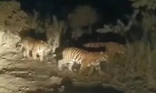 Rare Wildlife Animals Sightings Spark Stir In Warangal & Karimnagar