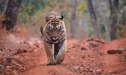 Tracking Teams From Amrabad to Search for Wandering Tiger
