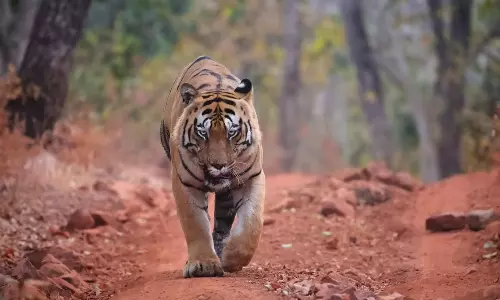Siddipet Tiger: Expert Team From Tadoba To Arrive Today