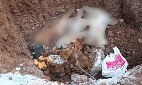 250 Stray Dogs, Puppies Culled With Lethal Injections