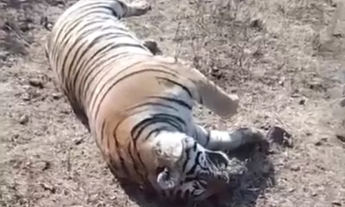 Tiger Found Dead in MP Forest, State Sees Record Big Cat Fatalities in 2025