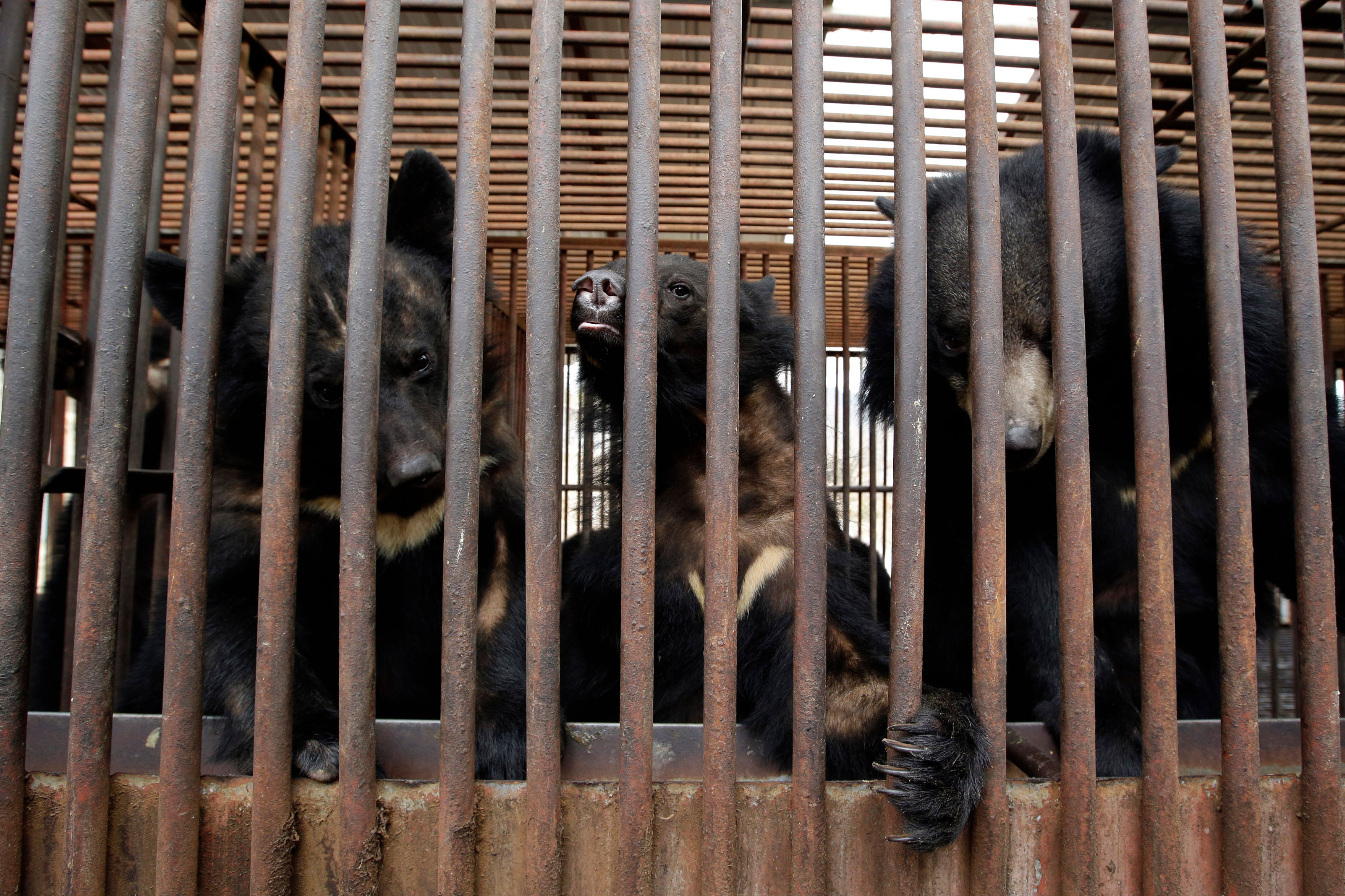 South Korea Ends Bear Bile Farming
