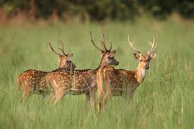 Illegal Deer Meat Sale Busted in Hyderabad
