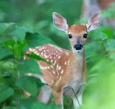 Hyderabad: Illegal Sale of Deer Meat Busted In Attapur Hyderabad: Illegal Sale of Deer Meat Busted In Attapur