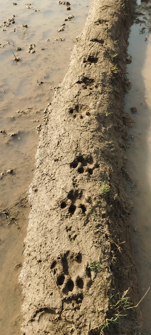 Wandering Tiger Travels 300 KM Across Telangana